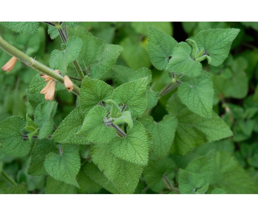 Vermillion Bluffs Mexican Sage
